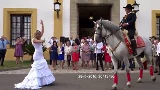 La Novia Baila con el Caballo 💃 Jerez de la Frontera [upl. by Ehrlich]