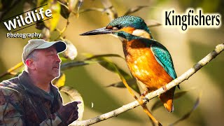 UK Wildlife and Nature Photography  Photographing Kingfishers [upl. by Ortiz]