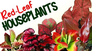 REDLEAFRED FOLIAGE HOUSEPLANTS  HERB STORIES [upl. by Matthieu166]