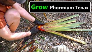 How To Divide amp Propagate Phormium Tenax New Zealand Flax [upl. by Prissie294]