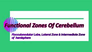 Functinal Zones Of Cerebellum  Functions of Lateral Zone Intermediate Zone amp Flocculonodular Lobe [upl. by Gaves]