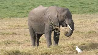 Amboseli National Park Kenya Africa  September 20 2024 [upl. by Acissj]