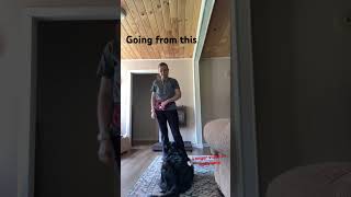 Subscribe for more dog training videos soon [upl. by Gardol960]