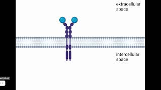 PDGF Signaling Pathway [upl. by Norreht383]