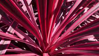 Variegated Cordyline australis ‘Electric Pink’ [upl. by Rorrys]