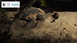 Hawksbill Turtle Nesting 🥚 WWFAustralia [upl. by Hasin]