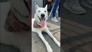 Husky siberiano branquinho veja o que ele fez😂😂 shorts [upl. by Kaasi]