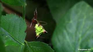 Spiky Spiders  Micrathena sagittata [upl. by Nolra506]