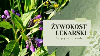 ŻYWOKOST LEKARSKI  Leczy i nawozi uprawy Kompendium Wiedzy żywokost żywokostlekarski ogród [upl. by Nolie]