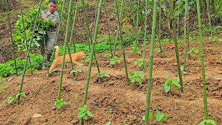 Making trellis for climbing beans completing snail pond construction gardening [upl. by Araccot196]