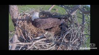 SWFL Bald Eagles Cam 2 11092024 0844 [upl. by Ayekat]