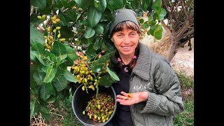 Pistachio Growing pistachio trees and harvesting your crop in Melbourne [upl. by Ynoble]