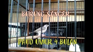 Kicau Burung Edel Sanger Jantan Usia 4 bulan [upl. by Riba991]