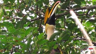 Call of Great Hornbill Male [upl. by Nrobyalc]