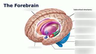 Neurophysiology  CNS  Forebrain  Part of Brain  Psychology Lectures  in UrduHindi  Part2 [upl. by Harvison]