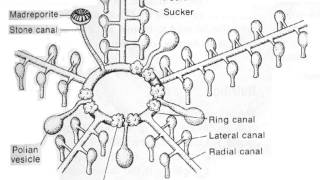 Echinoderms lecture 1 [upl. by Griswold889]