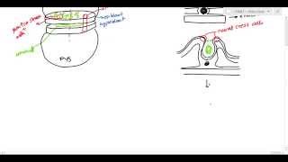 Embryology of CNS and Spinal Cord Anencephaly Spina Bifida for USMLE Step 1 [upl. by Asillam]