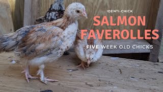 Salmon Faverolles 5WeekOld Chicks [upl. by Eignat70]