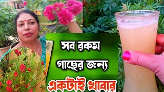 সব রকম গাছের জন্য একটাই খাবার ll All in One Fertilizer for all plants ll [upl. by Iana671]