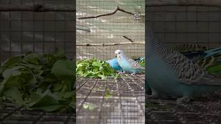 Green veggie birds lovebirds budgies petsvlog pets parakeet parrot wowbirds shortsfeed [upl. by Frissell5]