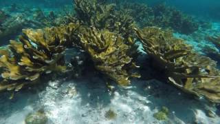 Snorkeling at SOROBON Bonaire 2016 [upl. by Viki732]