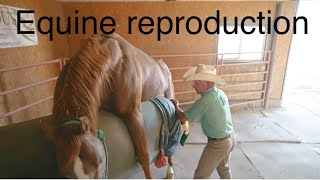 EQUINE REPRODUCTION 101 horse reproduction ranch [upl. by Yssep675]