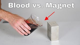 Giant Neodymium Monster Magnet vs Blood Its Attracted [upl. by Aikehs]