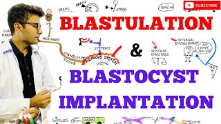 Blastulation  Blastocyst Implantation [upl. by Fiertz792]