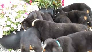 Greater Swiss Mountain Dog Puppies For Sale [upl. by Laurance]