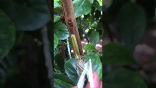 Guava Tree Grafting Made Easy EP103 [upl. by Kory]