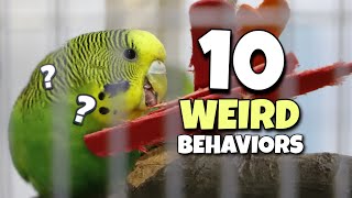 10 Weird Budgie Behaviours Explained [upl. by Lielos]