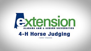 4H Horse Judging Halter [upl. by Lizzy]