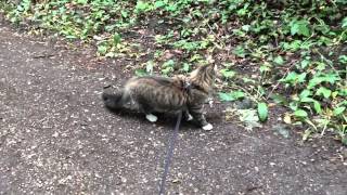 Norwegian Forest Cat walks on a leashlead  Chat norvégien en laisse  The Cat Totter [upl. by Coveney]