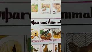 viviparous animals and oviparous animals l egg laying animals young ones animals [upl. by Niarbo]