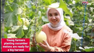 Young farmers ready to harvest melons in remote villages [upl. by Atener301]