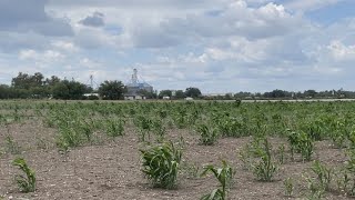 Prolonged drought disrupts local corn maze this fall [upl. by Matusow772]