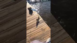 Catching Blacktip at Bokeelia Fishing Pier shark sharklife fish fishing florida shorts short [upl. by Meletius]