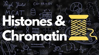 Histones Nucleosomes Chromatin Euchromatin and Heterochromatin  MCAT [upl. by Fenwick383]