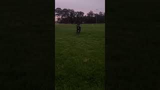 Playtime love doglover animals pets fyp baby [upl. by Llerahs]