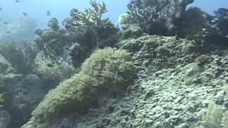 Beautiful Garden of Hard Corals Soft Corals and Fish [upl. by Faruq]