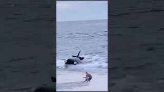 Orca Attacks on Humans X [upl. by Fevre52]