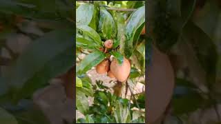 Sapodilla fruit ExoticPlantsBangladesh [upl. by Ashlie664]