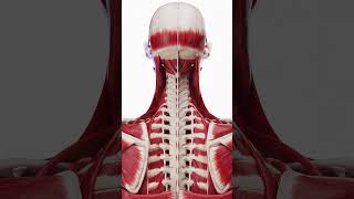 Exploring the Neck An Exploded View of Muscle Anatomy anatomy 3dmodel [upl. by Eetnahc]