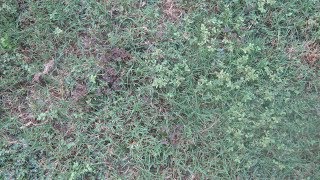 Kill Broadleaf Weeds in Lawn Best Options [upl. by Hughett]