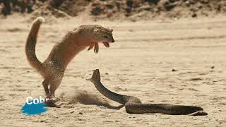 what happens when attack Cobra vs Mongoose  😨 😨 😨 😨 [upl. by Olathe421]