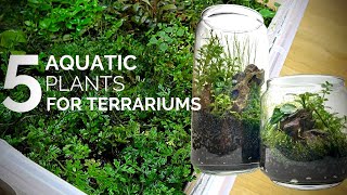 5 Aquatic plants that work and look great in terrariums [upl. by Atikahc]