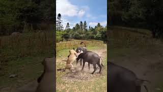 Bison vs lion Wild animals at close range animal fighting power competition [upl. by Llevaj]