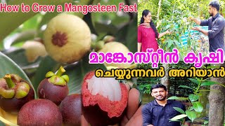 മാങ്കോസ്റ്റീൻ കൃഷി നടീൽ വളപ്രയോഗ രീതി അറിയേണ്ടതെല്ലാം Mangosteen Farming in Malayalam [upl. by Ecaj]