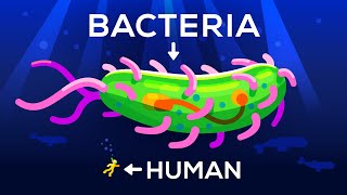 How Large Can a Bacteria get Life amp Size 3 [upl. by Halimaj]