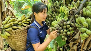 FULL VIDEO harvest forest bananas gourds eggplants ferns bring to the market to sell [upl. by Christi]